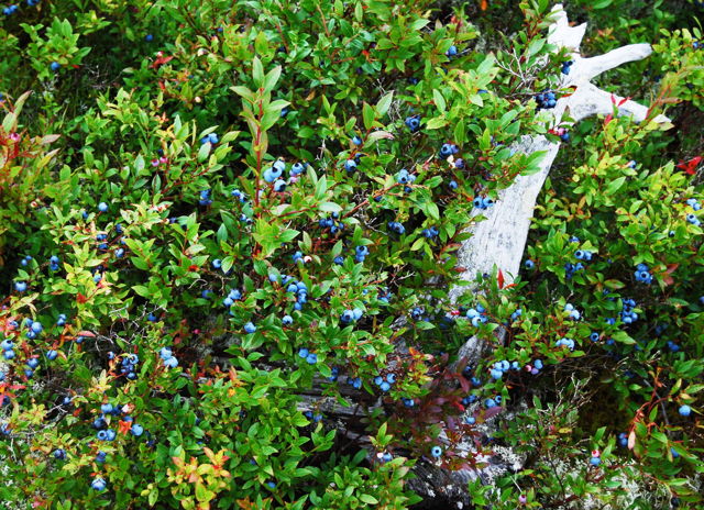 Blueberries