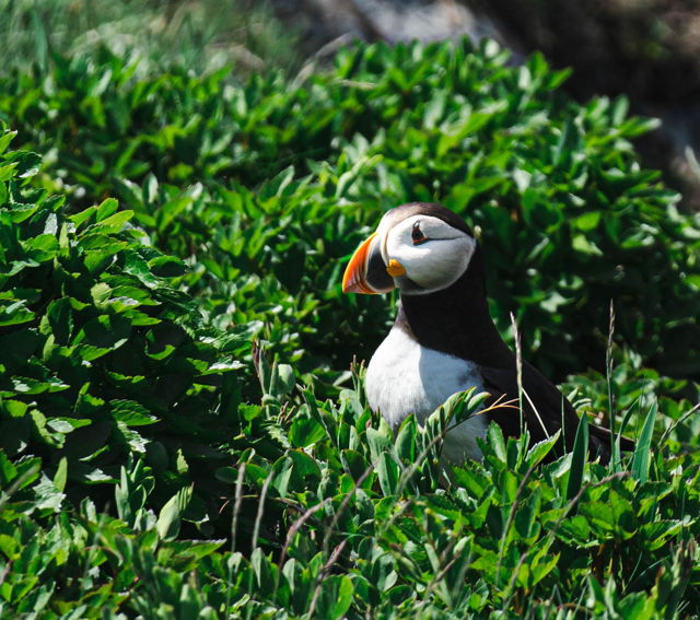 Puffin in Plants