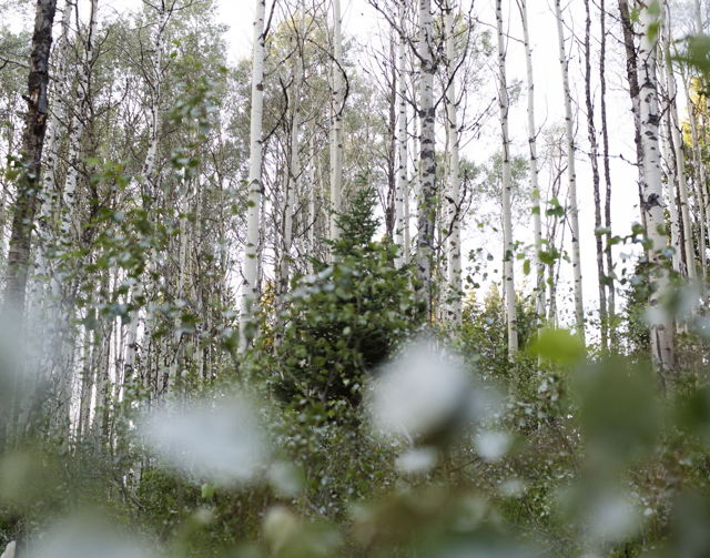 Aspen Forest