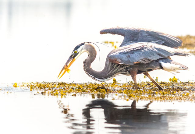 Blue Heron Hunting Success