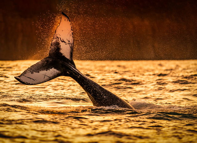 Golden Back Lit Whale Tail
