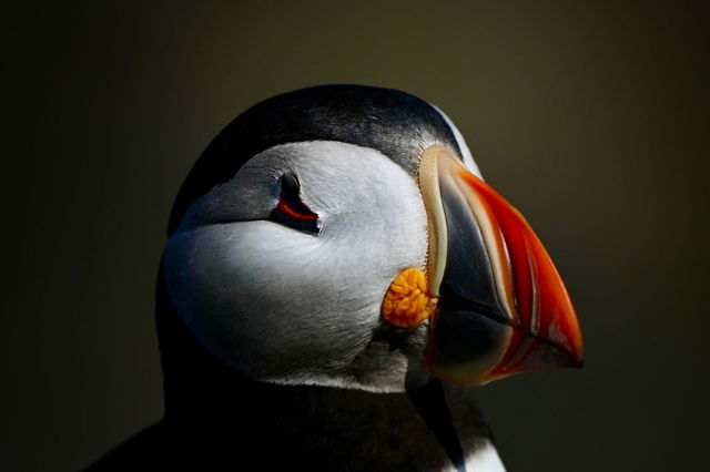 A Puffin Wink