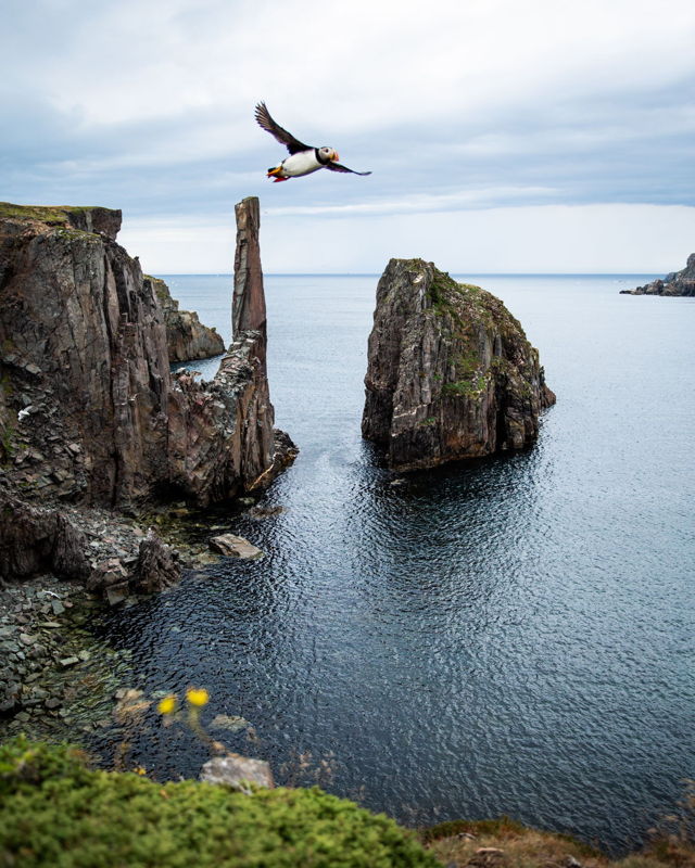 Puffin Fly-By in Spillars Cove