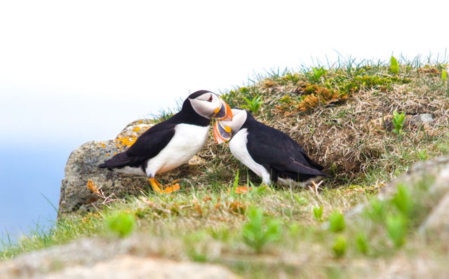 Puffin Love