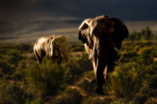 Wandering  Elephants In Morning Sunlight