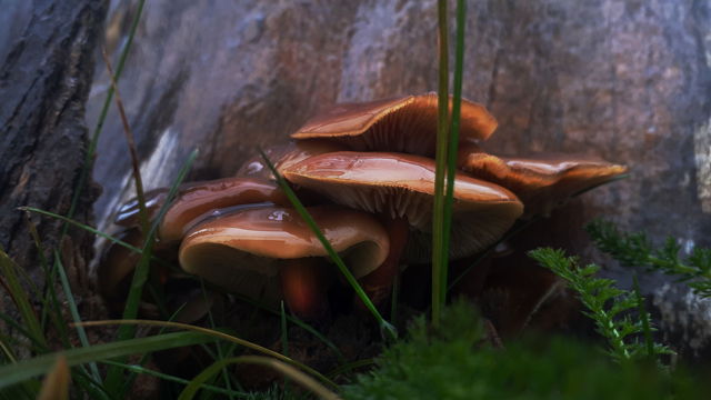 Wild enoki