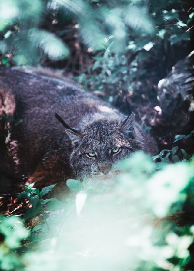 Lynx in the Brush
