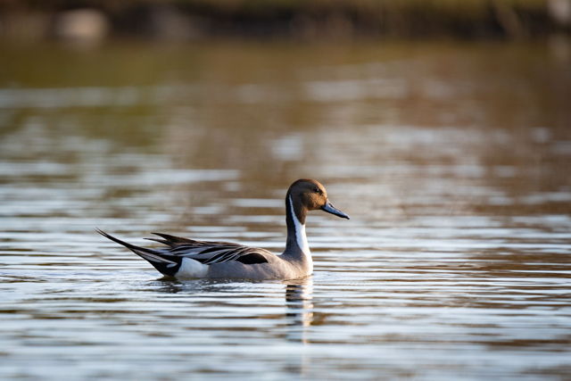 Northern Pintail 08601