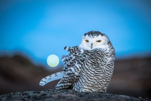 Cape Spear Owl...