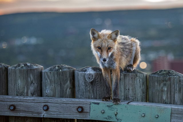 Signal Hill Fox