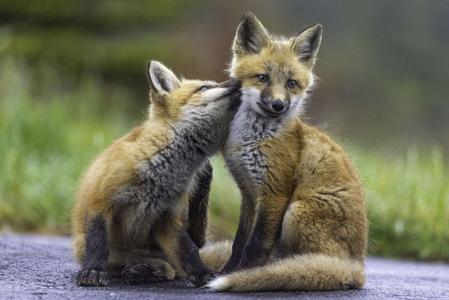 Fox Kiss