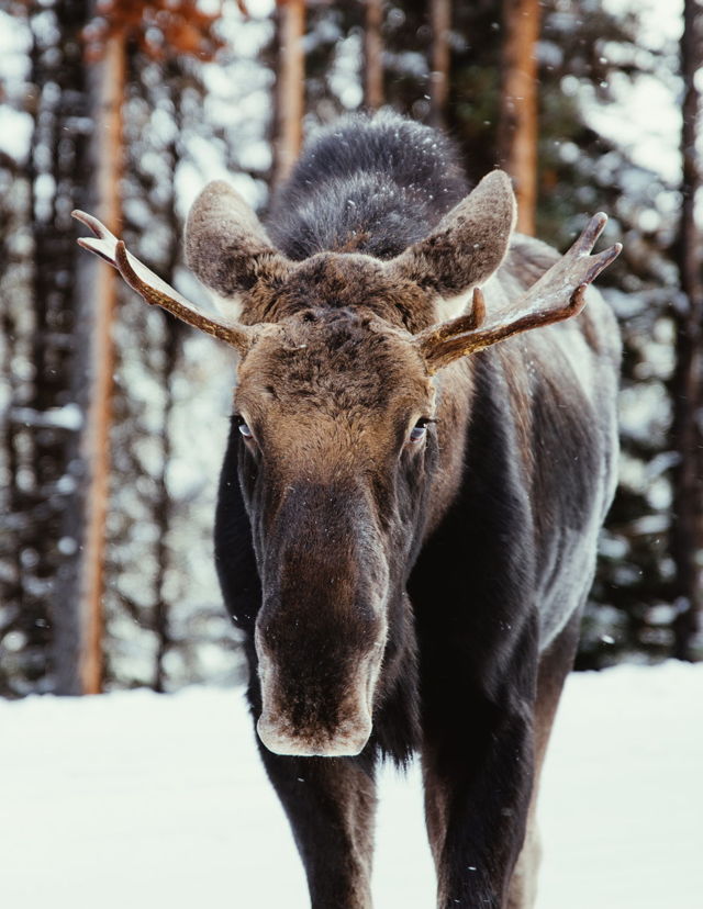 Young Bull Moose Portrait in Jasper