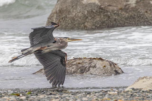 Surf Skimmer