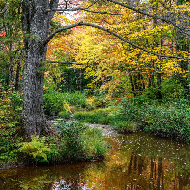 Where Autumn Flows