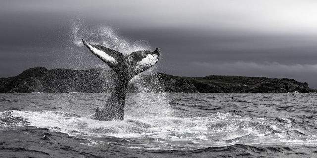 Whale Tail In Grey