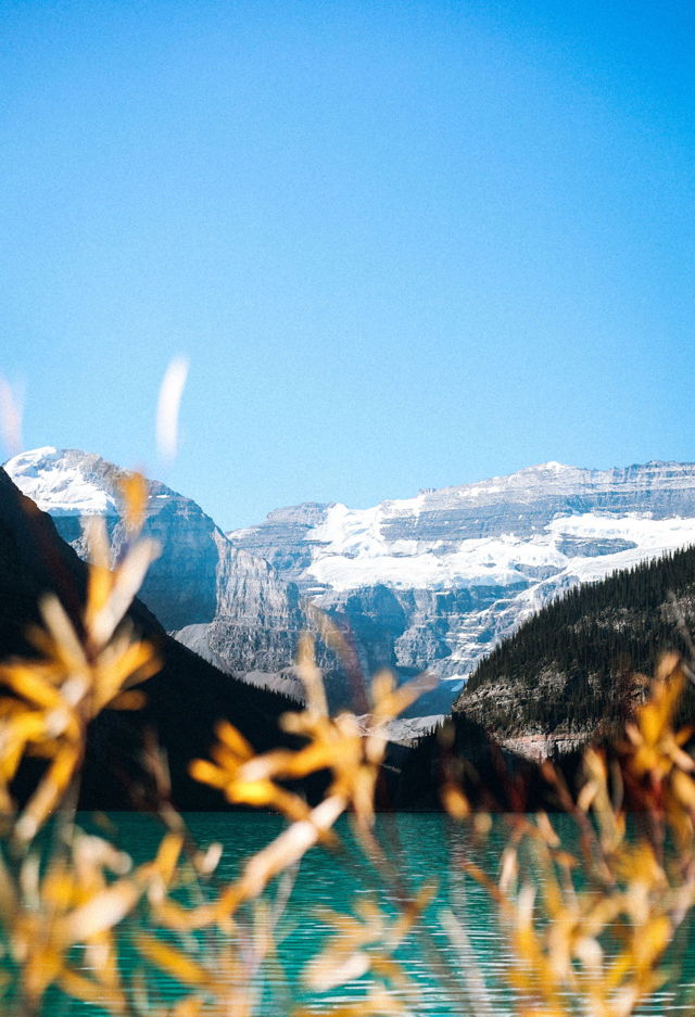 Leaves at Lake Louise