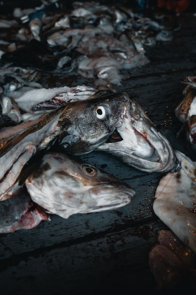 Newfoundland Cod