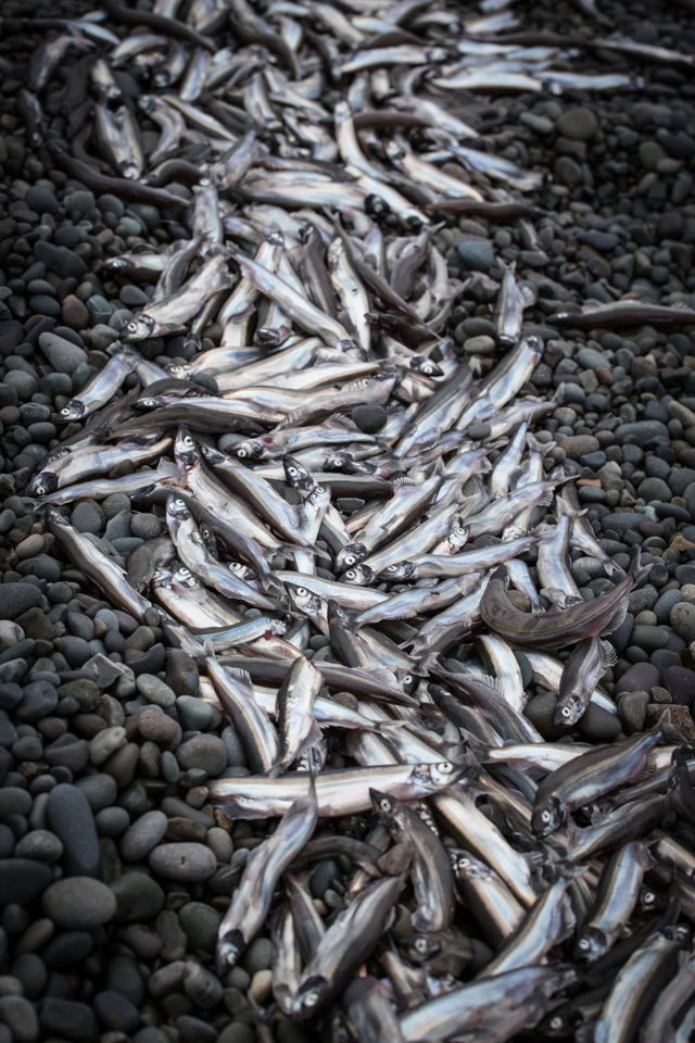 Capelin Roll