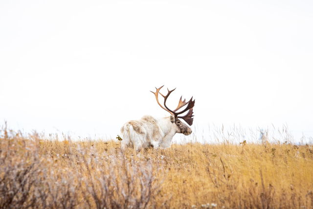 Majestic Caribou