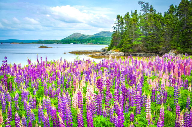 Lupins in Traytown