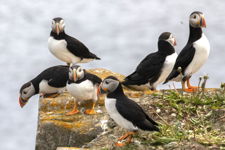 Half Dozen of Oranges