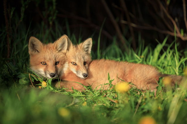 Kindred Spirits