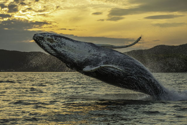 Humpback Whale Breach Two