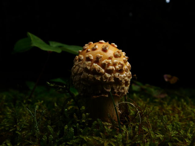 Fly agaric