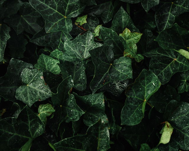 Ivy