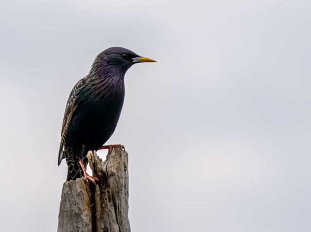 Starling