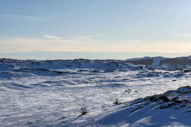 Caribou in Barr'd Islands, Fogo Island