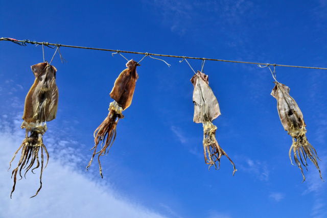 Drying Squid, Bonavista, NL