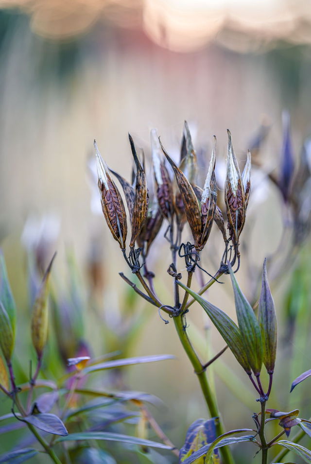 Whispers of Autumn