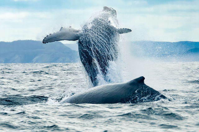 Humpback Breach