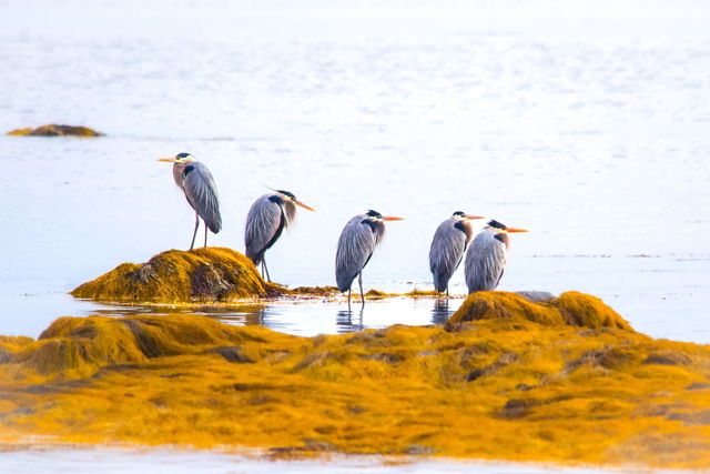 Blue Herons resting