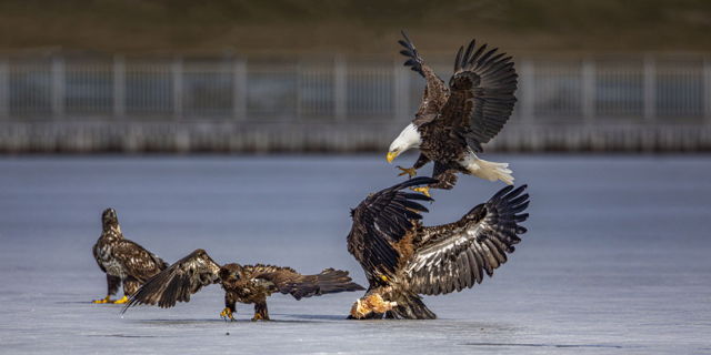 Bald Eagles Fighting On The Ice