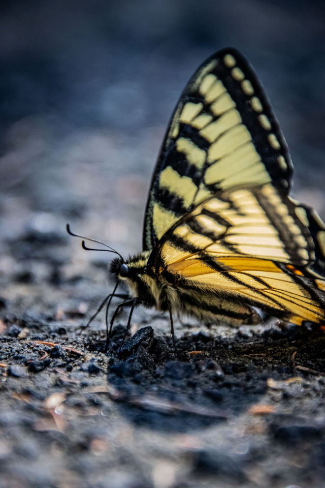 Nobody Ever Suspects the Butterfly