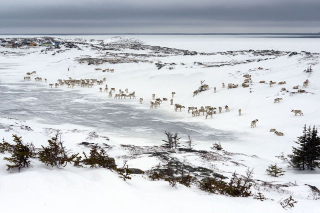 Caribou in Barr'd Islands - 4