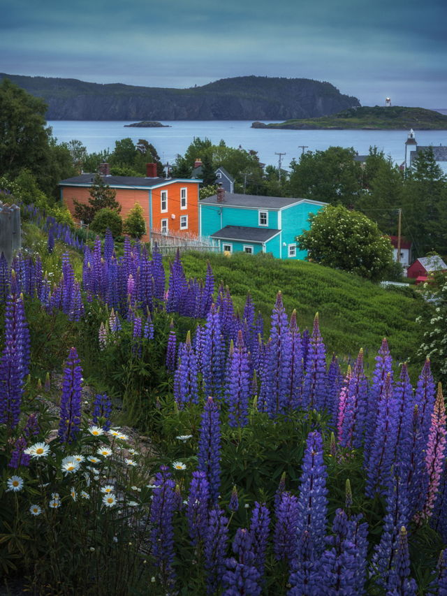 Summer Lupins Overlooking Trinity, Newfoundland