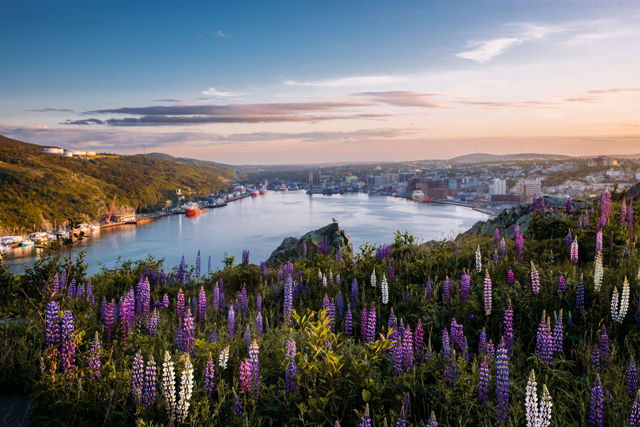 Lupins of Fog Town