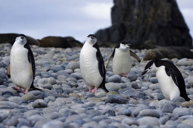 Penguin - Waddle of Chinstraps, Fort Point Antartica