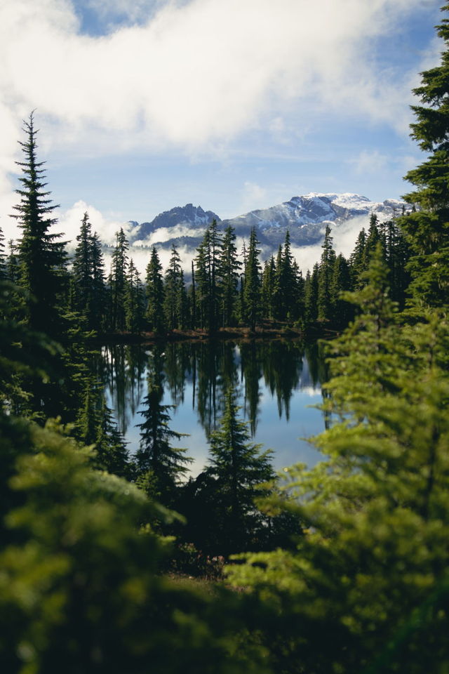 Reflect in the Forest
