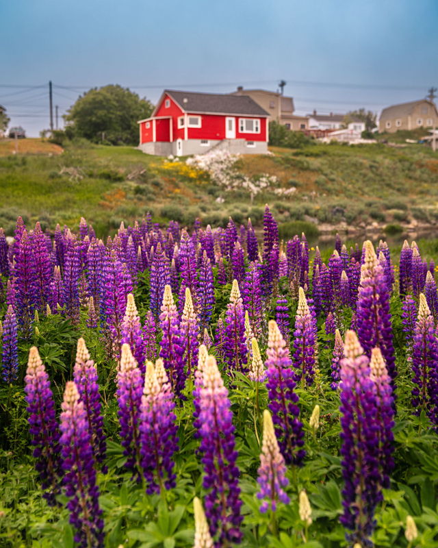 Red House Among Lupins Newfoundland Landscape Photography Print