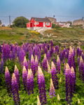 Red House Among Lupins Newfoundland Landscape Photography Print