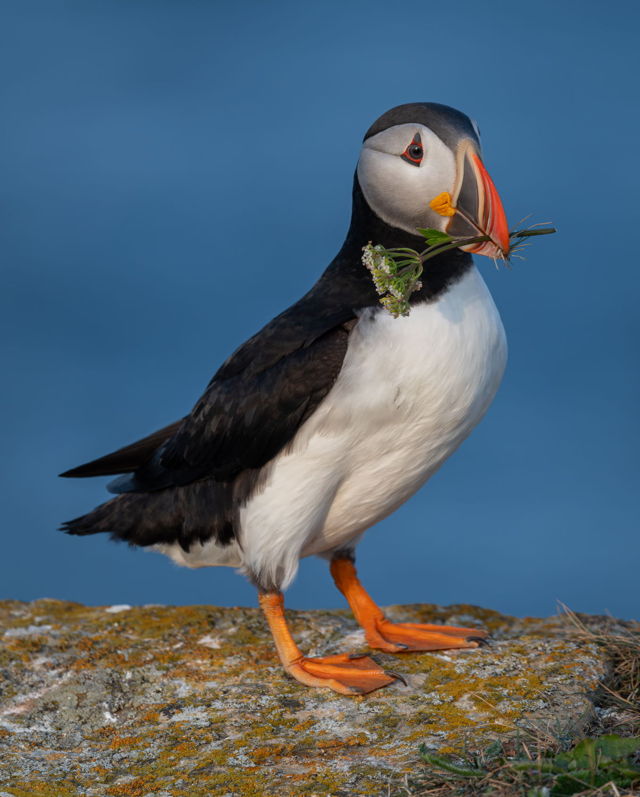 Puffin Kindness