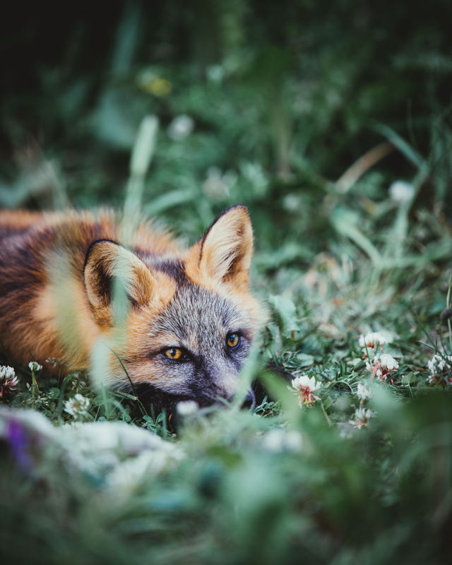 Flowers and Fur