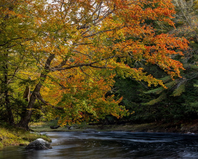 The Last of The Colour