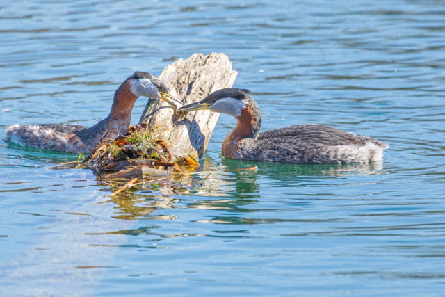 Building a Nest