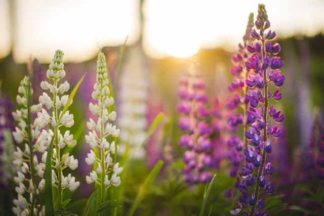 Wildflowers of Newfoundland