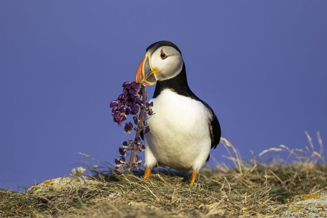 Puffin With Lupin